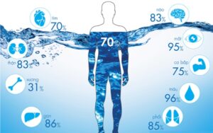 Nước là thành phần chính cấu tạo lên cơ thể